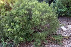 Image result for Indigofera antunesiana