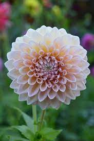 Castle Drive Beautiful Flowers Dahlia Flower Pretty Flowers
