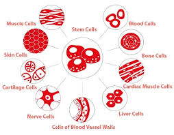 الخلايا الجذعية هي خلايا غير متمايزة يمكنها التحول إلى نوع محدد من الخلايا عندما يحتاج إليه الجسم. Ù…Ø§ Ù‡ÙŠ Ø§Ù„Ø®Ù„Ø§ÙŠØ§ Ø§Ù„Ø¬Ø°Ø¹ÙŠØ©