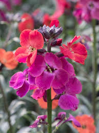 Erysimum cheiri rot bestellen bei pflanzmich.de: Stauden Stade Versand Shop Erysimum X Cultorum Red Jep Schoterich Goldlack Hier Bestellen