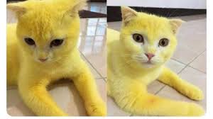 Gambar mewarnai gambar gambar mewarnai kucing untuk anak seni. Diwarnai Pakai Kunyit Kucing Kuning Ini Tuai Perdebatan Publik