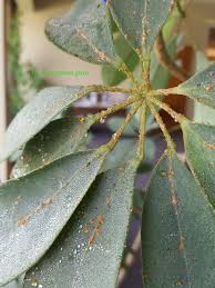 Image result for scale on plant