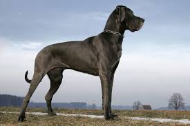 Check spelling or type a new query. 50 Dog Breeds And Their History That You Need To Know About