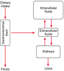 Potassium Chloride Definition Of Potassium Chloride By Medical Dictionary