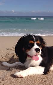 Maybe you would like to learn more about one of these? Pin By Pauline Rgr On Cavalier King Charles Spaniels 2 Of 2 King Charles Cavalier Spaniel Puppy Cavalier King Charles Spaniel Tricolor King Charles