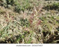 Image result for Cenchrus biflorus