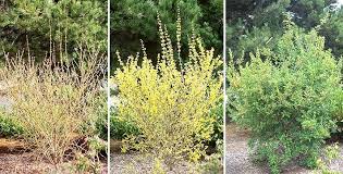Border Forsythia Oregon State Univ Landscape Plants Plants Landscaping Plants Forsythia