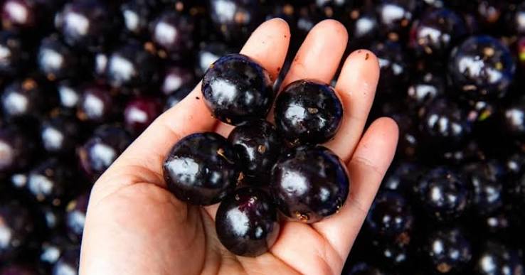 Jabuticaba fica entre as 10 melhores frutas do mundo: veja onde encontrar -  SouBH