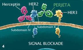 Upload, livestream, and create your own videos, all in hd. How Perjeta Pertuzumab Works For Her2 Breast Cancer Hcp