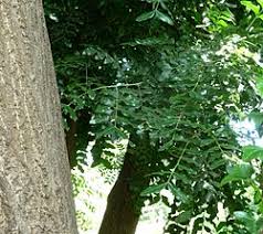 Image result for Ptaeroxylon obliquum