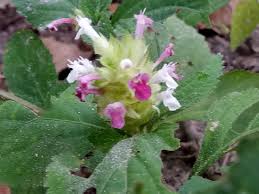 Image result for Achyrospermum