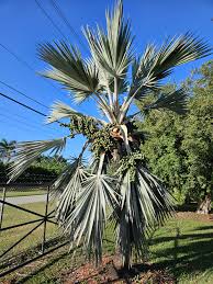 Image result for Latania loddigesii