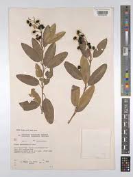 Image result for Ozoroa kassneri