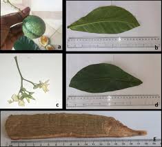 Image result for Voacanga