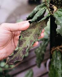 Image result for Polystachya undulata