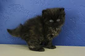 Black And White Ragdoll Cat Price Black Solid Ragdoll Kitten Fluffy Kittens Ragdoll Kitten Ragdoll Kittens For Sale
