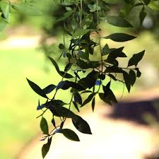 Image result for Maytenus chasei