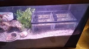 Chances are, if you're visiting this site, you are the happy owner of at least one land hermit crab. A Guide To Land Hermit Crab Pools The Crab Street Journal