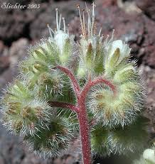 Image result for Hydrophyllaceae