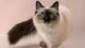 Balinese Cat Breed Information Picture And Features