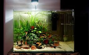 The tank is made of. Modern Design Aquarium Home Aquarium Nature And Design
