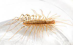 We have tons of great reviews. Bigfoot Pest Control Erie Pa Home About