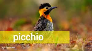 Coming up is the sound of a woodpecker. Suono Del Picchio Youtube