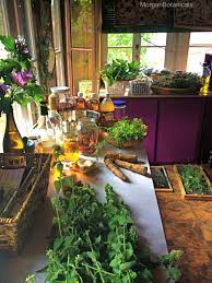 Craftings Today Echinacea Lettuce Flower Essence Fresh Calendula Tincture Then Calendula Oil St Johns Tincture Then S Kitchen Witch Fire Cider Herbalism
