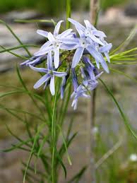 Image result for Indigofera phyllanthoides