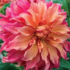 Choose plate ware that also contains this color. Giant Dinnerplate Dahlia Belle Of Barmera K Van Bourgondien