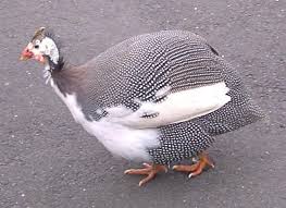 Guinea Fowl Birds That Look Like Turkeys Pin On Chickens And Maybe Some Guinea Hens And Turkeys