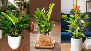 Có nên để cây cảnh dưới bàn thờ không ...