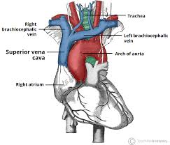 In mammals, the parts that make up the thorax are the sternum, the thoracic vertebrae and the ribs. Vasculature Of The Thorax Teachmeanatomy