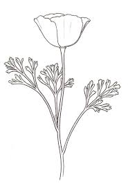 Pin By Madison Frisby On Art Poppy Drawing California Poppy Drawing California Poppy Tattoo