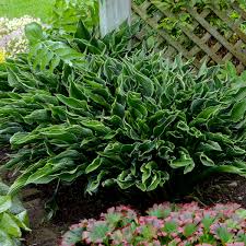 Maybe you would like to learn more about one of these? Hosta Praying Hands Walters Gardens Inc