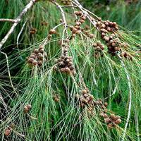 Image result for Casuarina junghuhniana