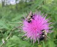 Bloom & Buzz: A Pollinator Party at Clark State Forest