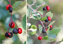 Image result for Apodytes dimidiata