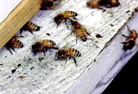 Explore bees bumble bees carpenter bees honeybees killer bees. Honey Bees Bumble Bees Carpenter Bees And Sweat Bees Oklahoma State University