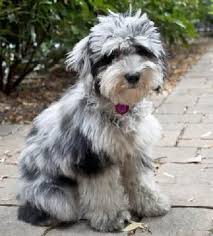 Crossbreeding is intended to take the best aspects of each parent breed to create the perfect mix. Toy Poodle Mini Aussie Mix Novocom Top
