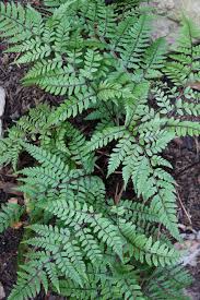 Image result for Athyrium annae