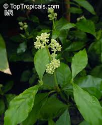 Image result for Psychotria hypsophila