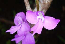 Image result for Cynorkis brevicalcar