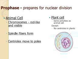 Do plant cells have spindle fibers. The Cell Cycle Cell Division Eukaryotic Cells Ppt Download