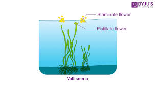 Image result for Vallisneria
