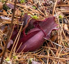 Image result for Volusia resupinata