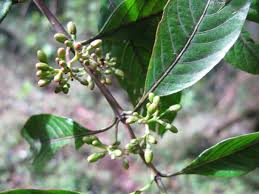 Image result for Canthium glaucum