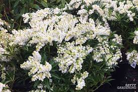 Although mahonias are a classic evergreen shrub, this cultivar tops all others. The Best Early Spring Flowering Shrubs For The Garden