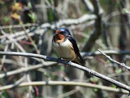 Big Backyard BioBlitz: Enjoy the outdoors in the name of science!