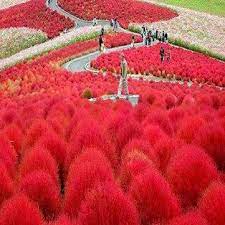 50 Pcs Peacock Pine Seeds Grass Plants Broom Grass Seedlings Garden Deco Seaside Park Hitachi Seaside Park Burning Bush
